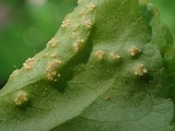Puccinia ornatula image
