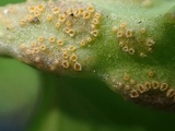 Puccinia ornatula image