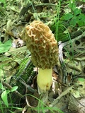 Morchella americana image