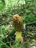 Morchella americana image