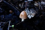 Bolbitius titubans var. olivaceus image