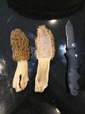 Morchella americana image