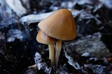 Bolbitius titubans var. olivaceus image