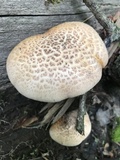 Neolentinus lepideus image