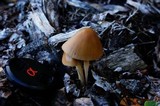 Bolbitius titubans var. olivaceus image