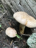 Neolentinus lepideus image