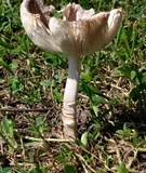 Amanita sect. Vaginatae image
