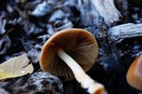 Bolbitius titubans var. olivaceus image