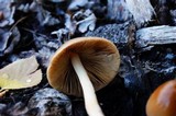 Bolbitius titubans var. olivaceus image