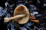 Bolbitius titubans var. olivaceus image