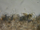Flammulaster carpophilus var. subincarnatus image