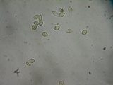 Flammulaster carpophilus var. subincarnatus image