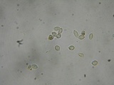 Flammulaster carpophilus var. subincarnatus image