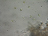 Flammulaster carpophilus var. subincarnatus image