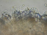 Flammulaster carpophilus var. subincarnatus image