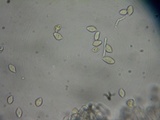 Flammulaster carpophilus var. subincarnatus image