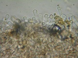 Flammulaster carpophilus var. subincarnatus image