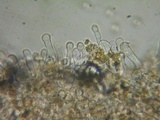 Flammulaster carpophilus var. subincarnatus image