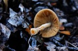 Bolbitius titubans var. olivaceus image