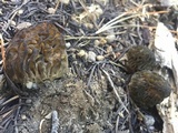 Morchella snyderi image