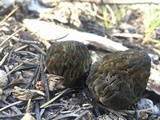 Morchella snyderi image