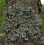 Flavopunctelia soredica image