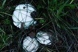 Infundibulicybe geotropa image