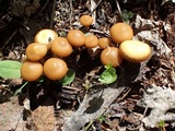 Kuehneromyces lignicola image