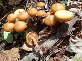 Kuehneromyces lignicola image
