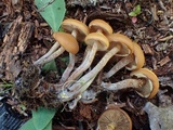 Kuehneromyces lignicola image