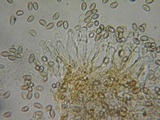 Kuehneromyces lignicola image