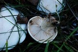 Infundibulicybe geotropa image