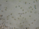 Kuehneromyces lignicola image