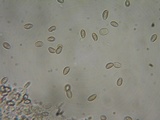 Kuehneromyces lignicola image