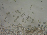Kuehneromyces lignicola image
