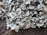 Xanthoparmelia cumberlandia image