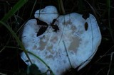 Infundibulicybe geotropa image