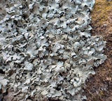 Xanthoparmelia cumberlandia image