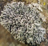 Physcia dubia image