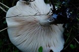 Infundibulicybe geotropa image