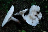 Infundibulicybe geotropa image