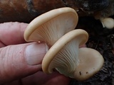 Pleurotus populinus image