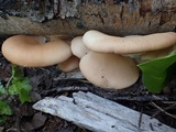 Pleurotus populinus image