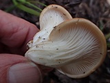 Pleurotus populinus image