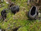 Helvella corium image