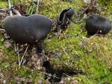 Helvella corium image