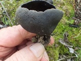 Helvella corium image
