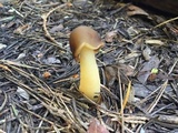 Verpa conica image