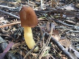 Verpa conica image