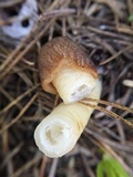 Verpa conica image